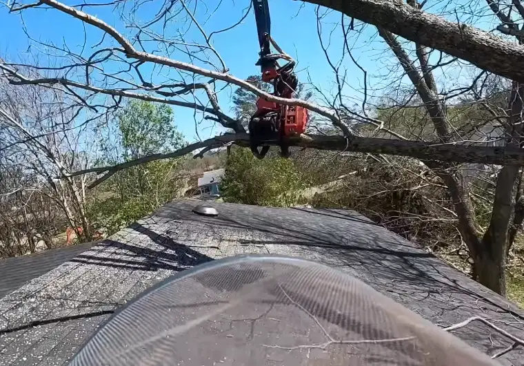 Tree Trimming and Prunning Minnetonka