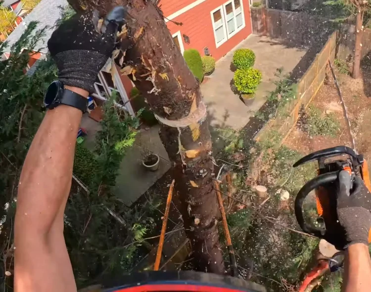 Tree removal Minnetonka Minissota Affordable emergency