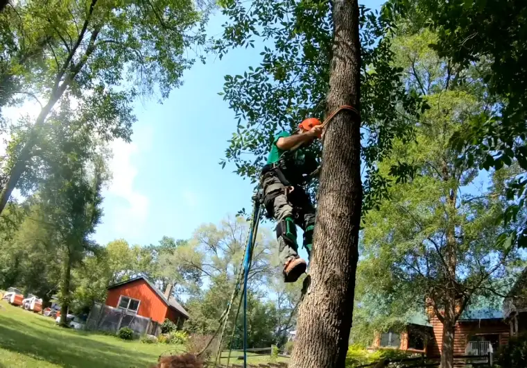 Why You should Choose Nealson tree Service