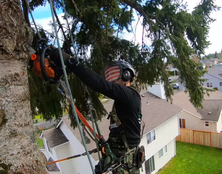 About Nealson Tree services